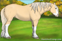 Horse Color:Palomino Dun Splash 