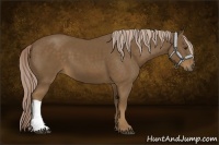 Horse Color:Chocolate Palomino 
