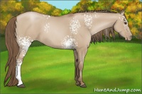 Horse Color:White Spotted Grullo Pearl 