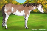 Horse Color:Bay Splash 