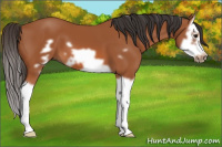 Horse Color:Bay Splash Frame 