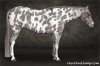 Horse Color:Liver Red Roan Near Leopard 