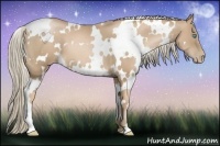 Horse Color:White Spotted Chocolate Palomino Pearl 