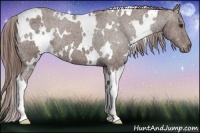 Horse Color:White Spotted Liver Chestnut Varnish 