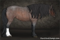 Horse Color:Bay Roan 
