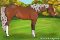 Horse Color:Silver Bay 