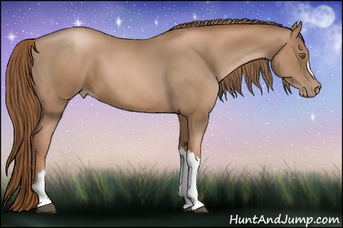 Horse Color: Liver Chestnut Pearl 