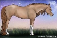 Horse Color:Liver Chestnut Pearl