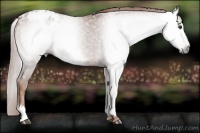 Horse Color:Gray White Spotted Chestnut Blanket