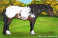 Horse Color:Brown Appaloosa 