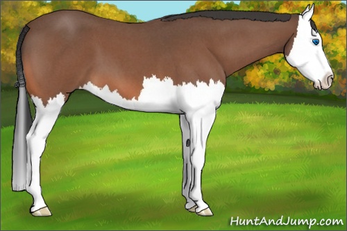 Horse Color:Bay Roan Splash