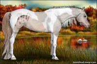 Horse Color:Buckskin Tobiano Blanket 