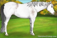 Horse Color:White Spotted Bay Roan Splash Rabicano 