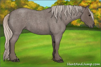 Horse Color:Silver Blue Roan