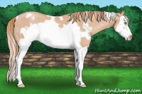 Horse Color:White Spotted Gold Champagne Splash Frame 