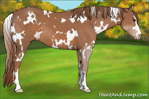 Horse Color: White Spotted Chestnut Sabino 