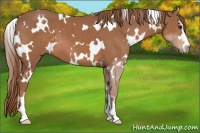 Horse Color:White Spotted Chestnut Sabino