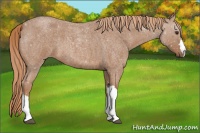 Horse Color:Red Roan 