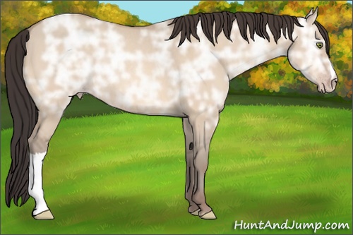 Horse Color:Amber Champagne Ice Dun Rabicano 