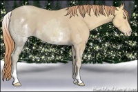 Horse Color:White Spotted Gold Champagne Ice 