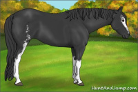 Horse Color:White Spotted Black 