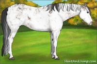 Horse Color:Bay Dun Sabino 