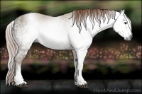Horse Color:Gray White Spotted Chestnut Ice 