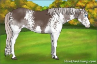 Horse Color:White Spotted Silver Black Splash 
