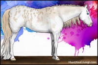Horse Color:Black Pearl Splash Appaloosa 