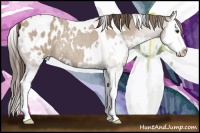 Horse Color:White Spotted Classic Champagne Roan Splash Appaloosa Rabicano