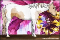 Horse Color:Palomino Tobiano 