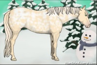 Horse Color:Gold Cream Champagne Ice Dun 