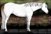 Horse Color:Gray White Spotted Chestnut Ice 