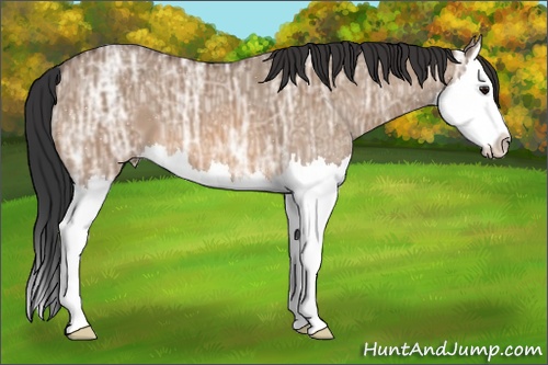 Horse Color:Bay Ice Dun Splash 