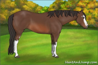Horse Color:White Spotted Bay 