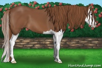 Horse Color:Chestnut Splash 