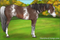 Horse Color:White Spotted Bay 