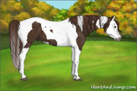 Horse Color:Gray Chestnut Splash Tobiano