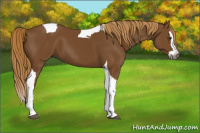 Horse Color:Gray Chestnut Splash Tobiano 