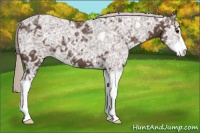 Horse Color:Silver Black Ice Sabino 