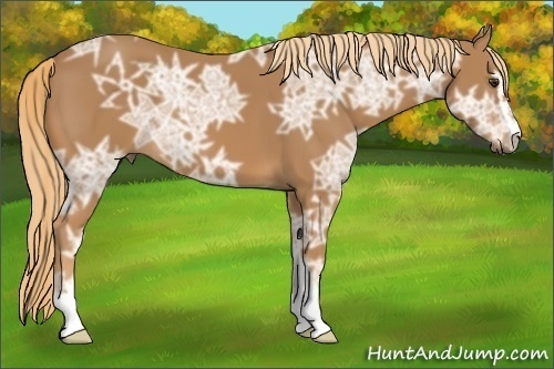 Horse Color: Chestnut Ice Sabino 