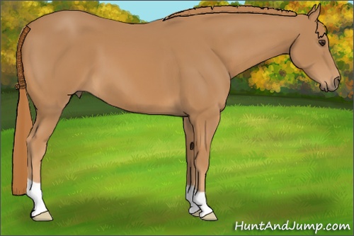 Horse Color: Chestnut 