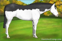 Horse Color:Black Splash