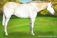 Horse Color:White Spotted Silver Buckskin Splash 