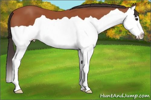 Horse Color: Bay Splash 