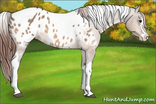 Horse Color:Bay Dun Splash Tobiano Appaloosa 