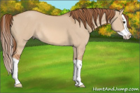 Horse Color:Red Dun Splash 