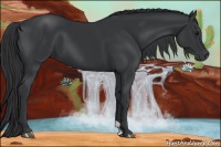 Horse Color:Black 