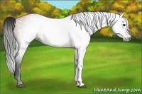 Horse Color:Gray Bay 