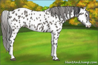Horse Color:Grullo Appaloosa 